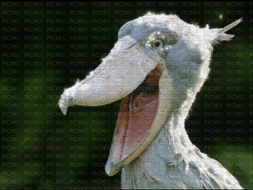 Shoebill 2
